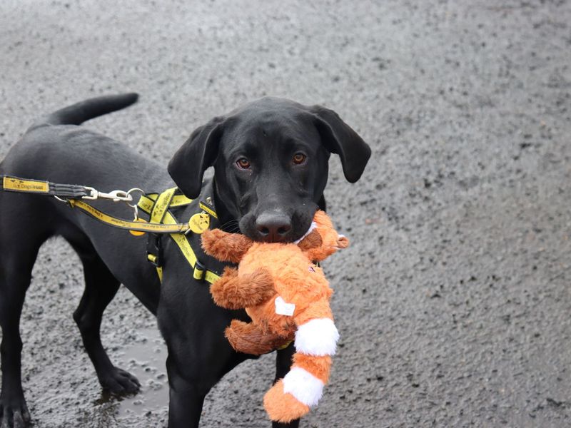 Nico | Retriever (Labrador) Cross | Glasgow - 1