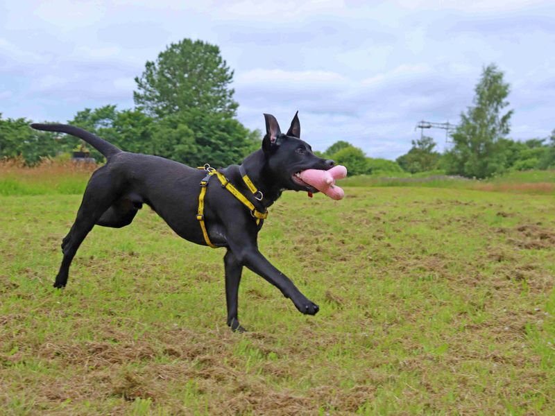 Nico | Retriever (Labrador) Cross | Glasgow - 6