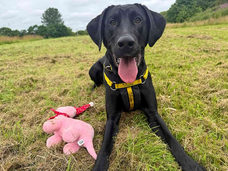 Nico | Retriever (Labrador) Cross | Glasgow - 2