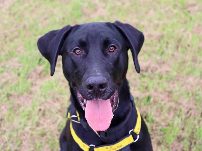 Nico | Retriever (Labrador) Cross | Glasgow - 4