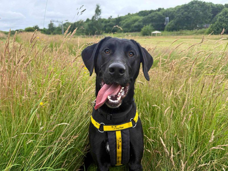 Nico | Retriever (Labrador) Cross | Glasgow - 8