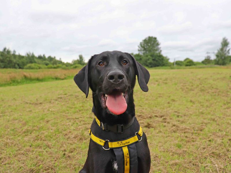 Nico | Retriever (Labrador) Cross | Glasgow - 3