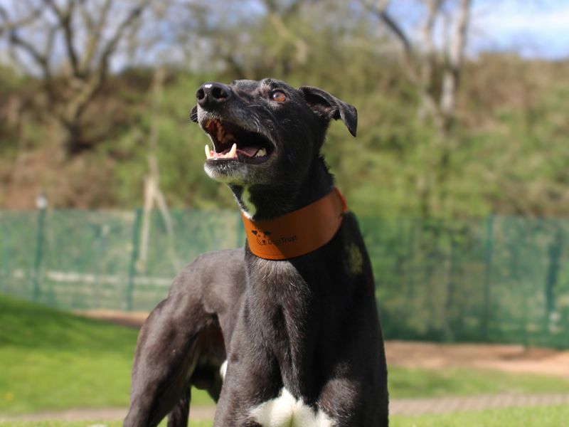 Noodle | Greyhound | Merseyside (Liverpool) - 1