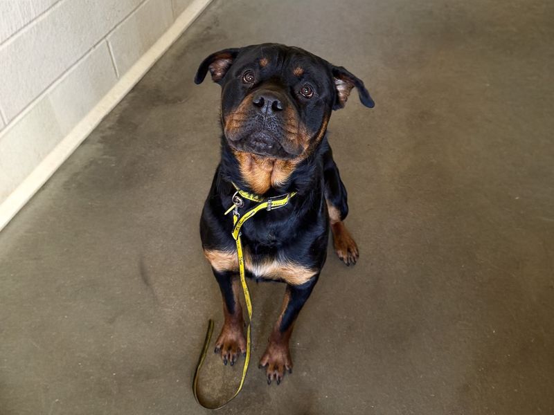 Cash | Rottweiler | Basildon (Essex) - 1