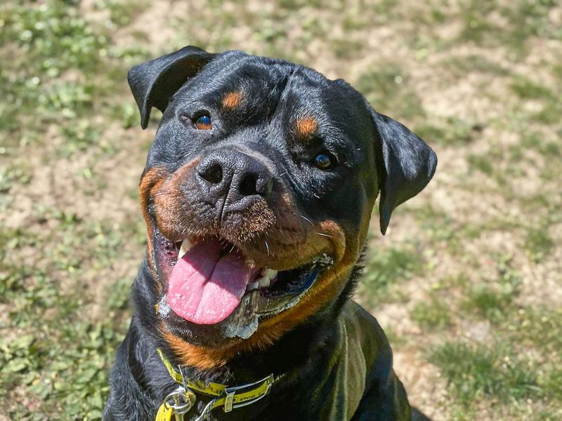 undefined | Rottweiler | undefined - 6