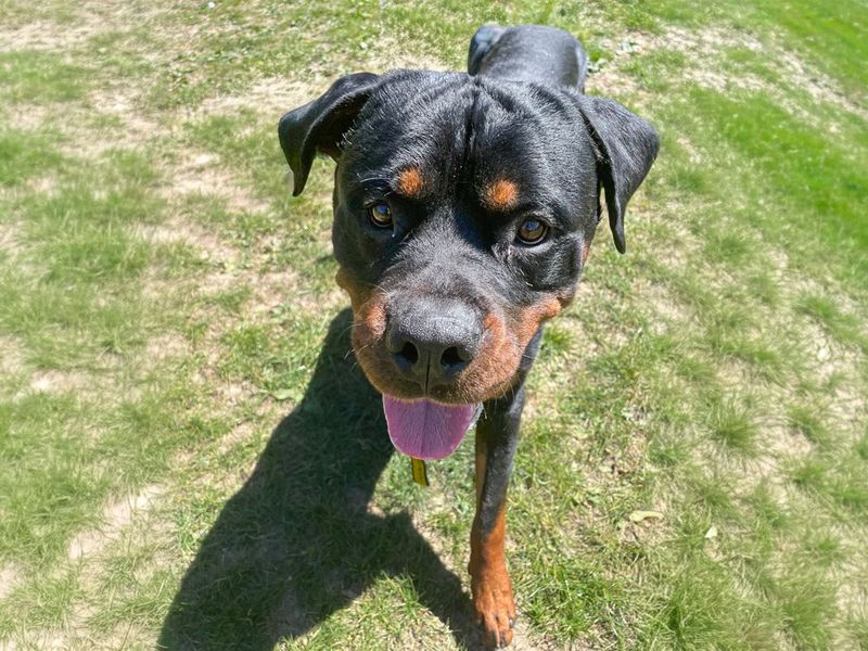 undefined | Rottweiler | undefined - 2