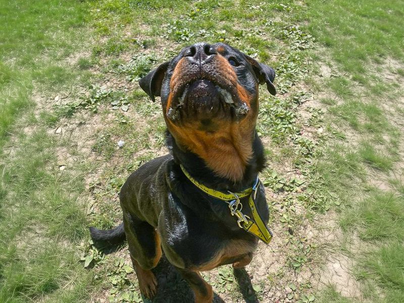 undefined | Rottweiler | undefined - 4