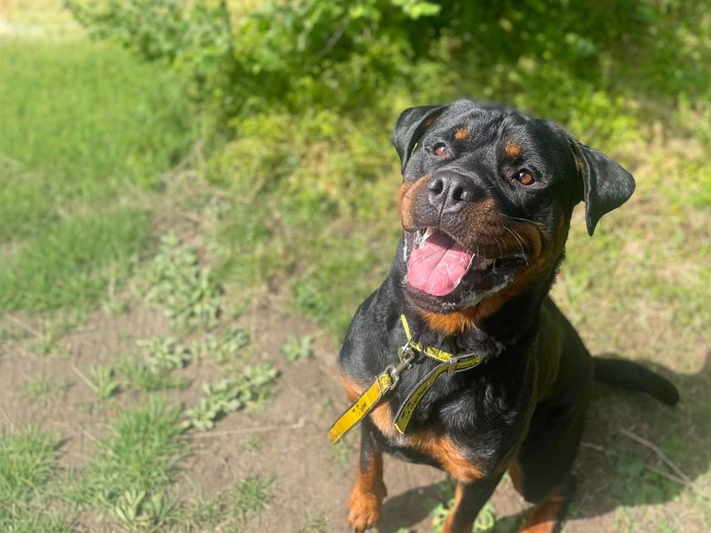 Cash | Rottweiler | Basildon (Essex) - 10