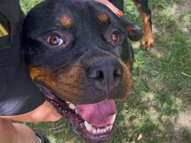 Cash | Rottweiler | Basildon (Essex) - 6