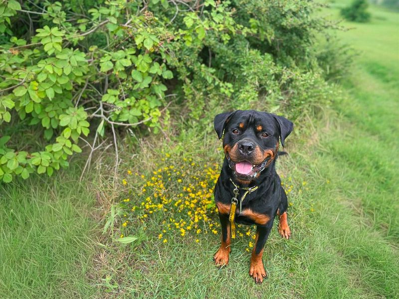 Cash | Rottweiler | Basildon (Essex) - 7
