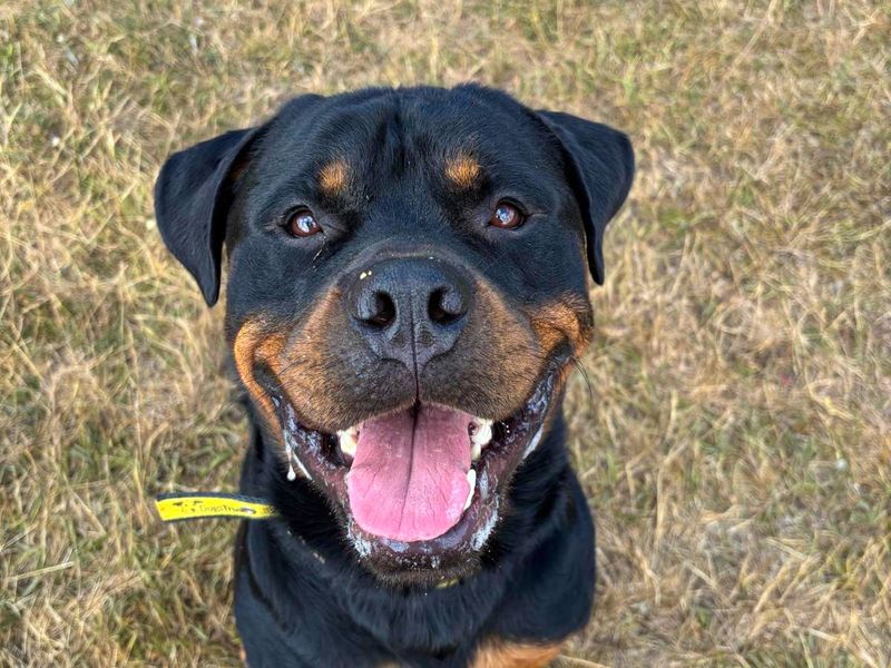 Cash | Rottweiler | Basildon (Essex) - 10