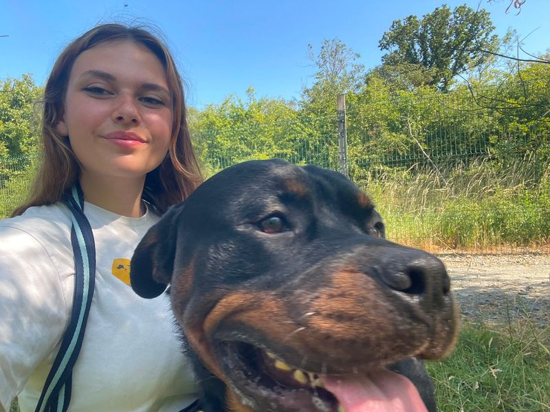 Cash | Rottweiler | Basildon (Essex) - 4