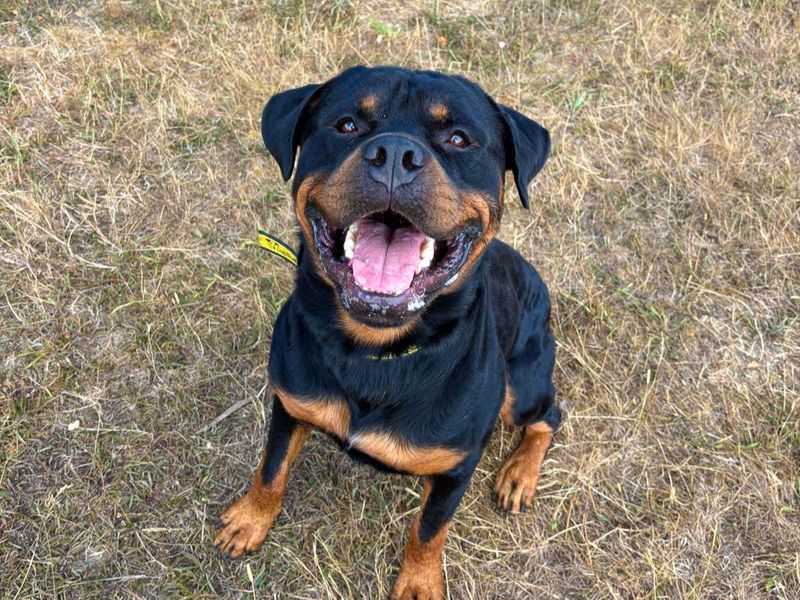 Cash | Rottweiler | Basildon (Essex) - 5