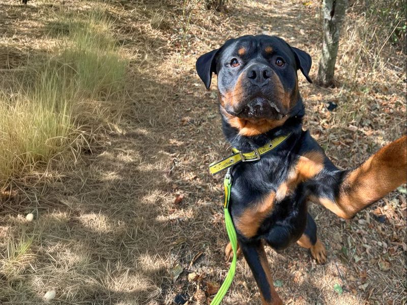 Cash | Rottweiler | Basildon (Essex) - 6