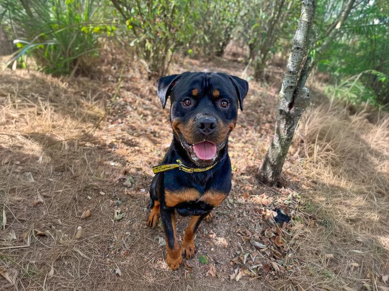 Cash | Rottweiler | Basildon (Essex) - 3