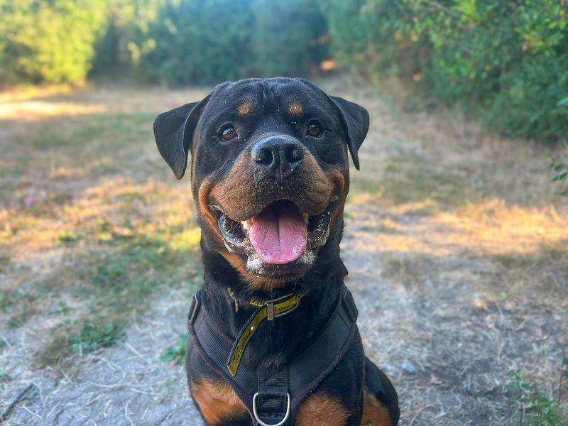 Cash | Rottweiler | Basildon (Essex) - 16