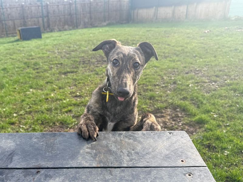 Nutmeg | Whippet Cross | West Calder (Edinburgh) - 1