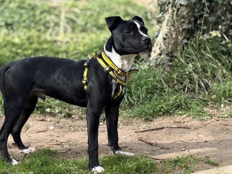 Staffordshire Bull Terrier Dogs And Puppies For Adoption