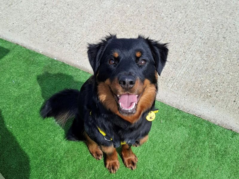 Rottweiler Dogs And Puppies For Adoption
