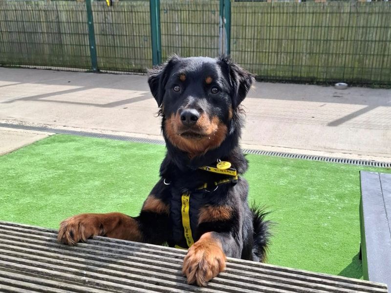 Maddie | Rottweiler Cross | Loughborough - 4
