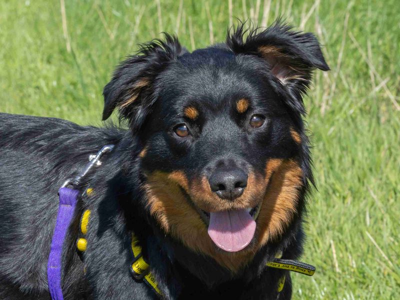 Maddie | Rottweiler Cross | Loughborough - 2