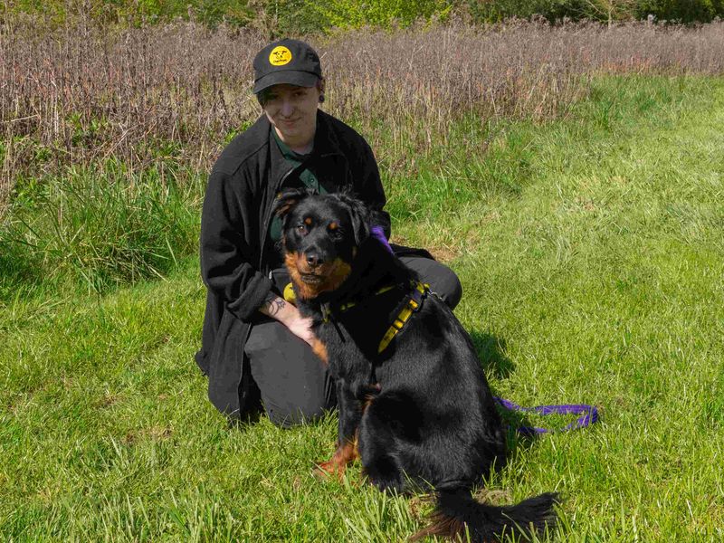 Maddie | Rottweiler Cross | Loughborough - 5