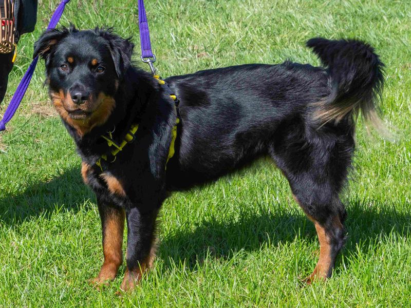 Maddie | Rottweiler Cross | Loughborough - 3