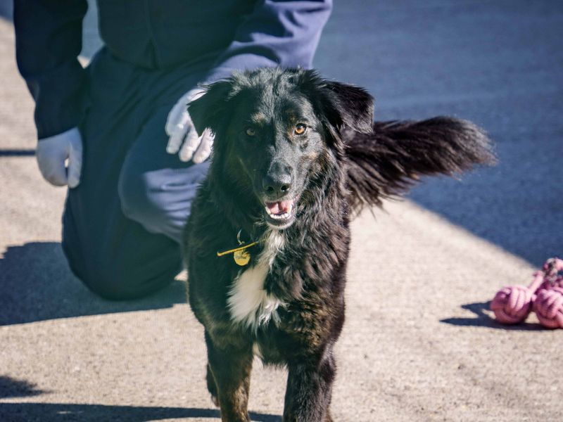 Georgia | German Shepherd Dog Cross | Loughborough - 1