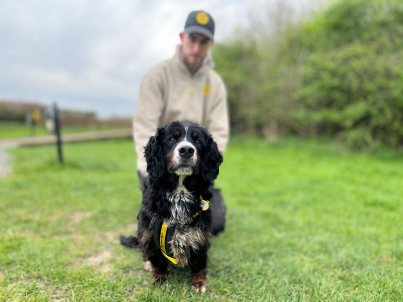 Springer Spaniel Dogs And Puppies For Adoption