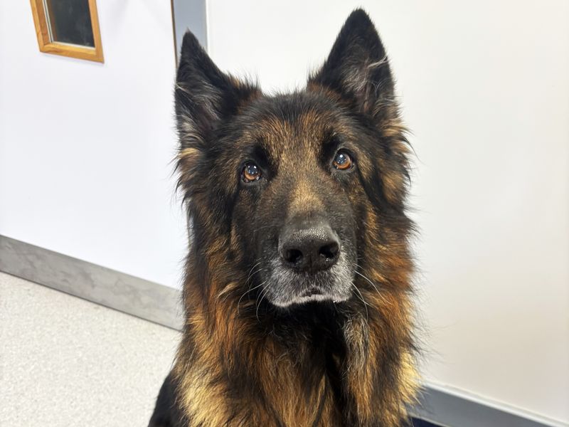 undefined | German Shepherd Dog | undefined - 3