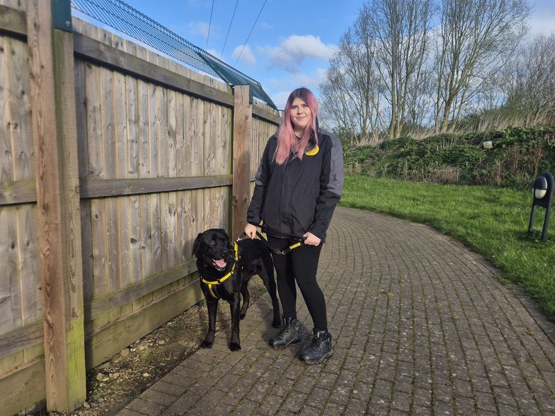 Rottweiler Dogs And Puppies For Adoption