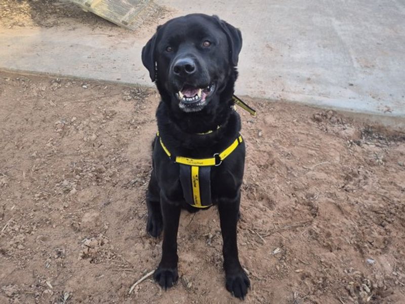 Frankie | Retriever (Labrador) Cross | Loughborough - 1