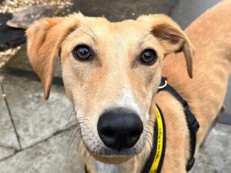 undefined | Lurcher | undefined - 2