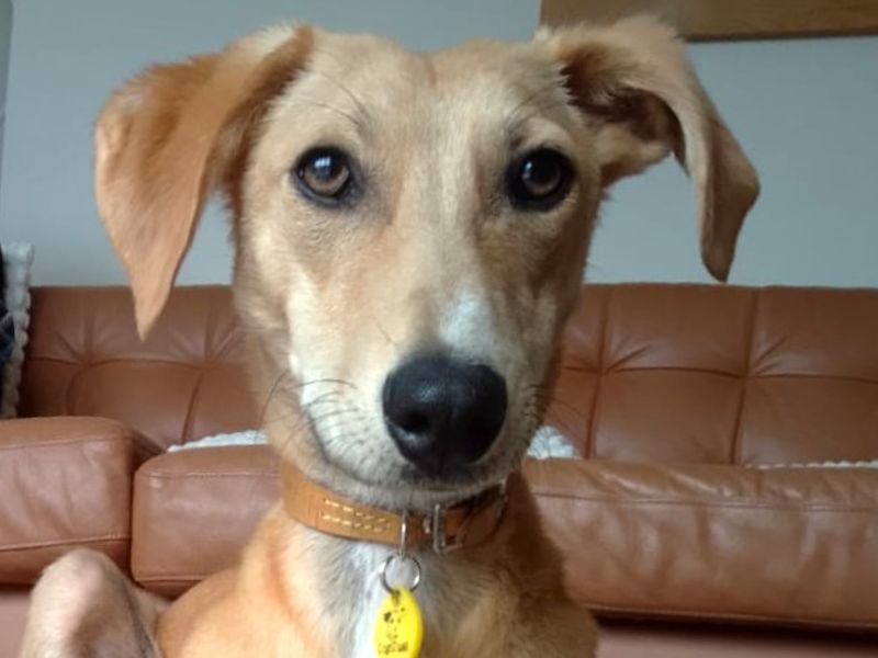 undefined | Lurcher | undefined - 1
