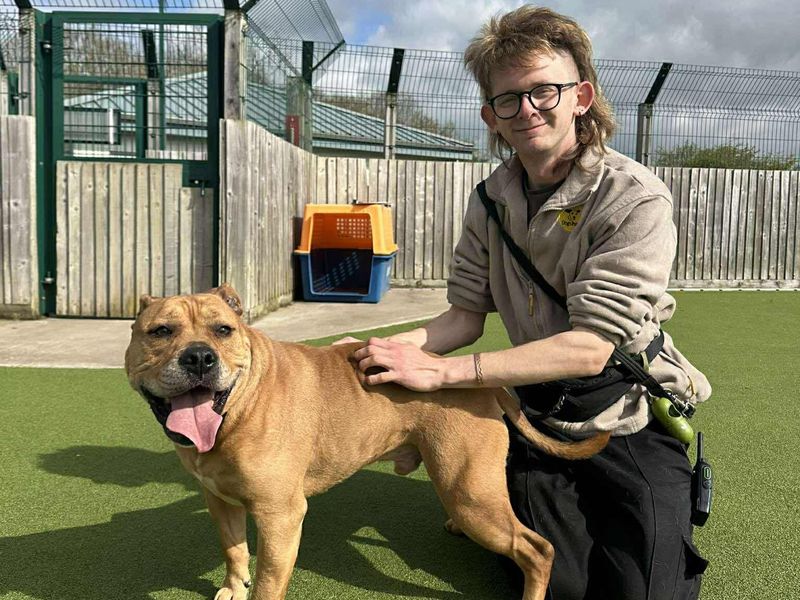 Ronnie | Terrier (Staffordshire Bull) | Evesham (Worcestershire) - 1