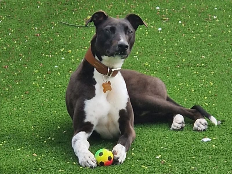 Dave | Lurcher | Leeds - 1