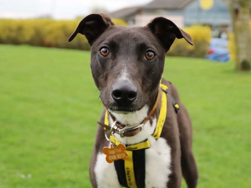 Dave | Lurcher | Leeds - 1