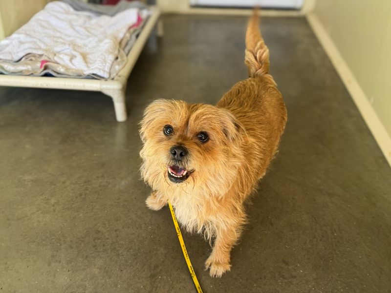 Jasper | Terrier (Norfolk) | Basildon (Essex) - 1