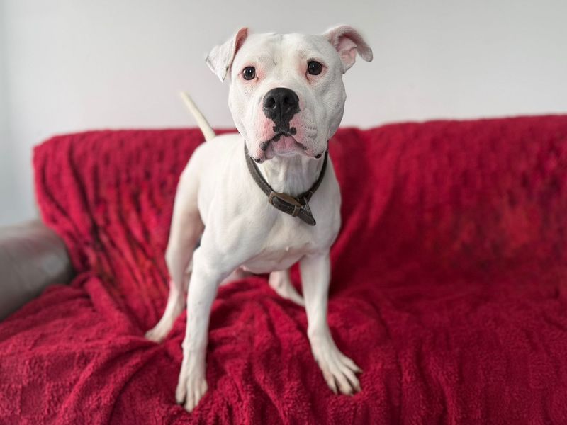 Bodhi - Image 2 of 4