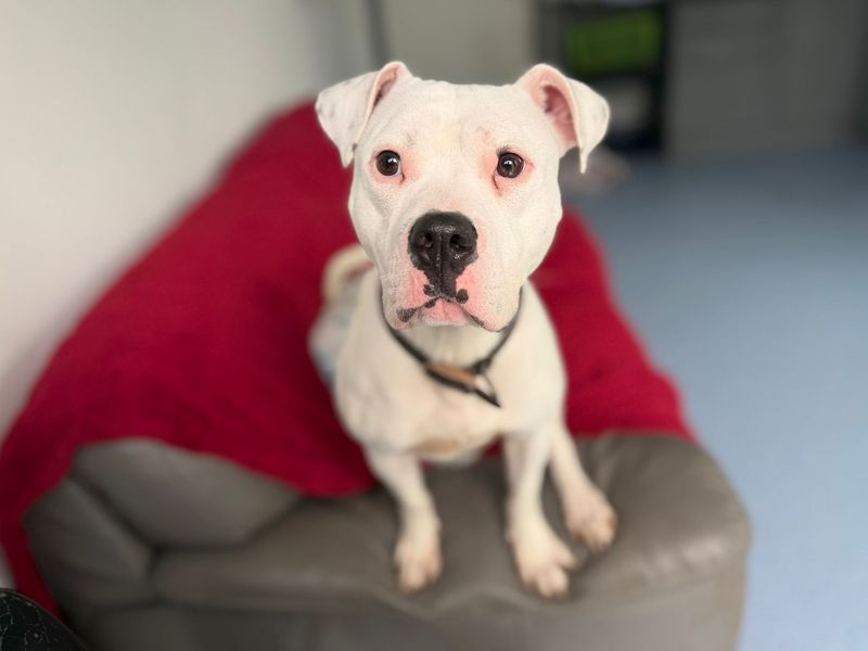 Bodhi - Image 4 of 4