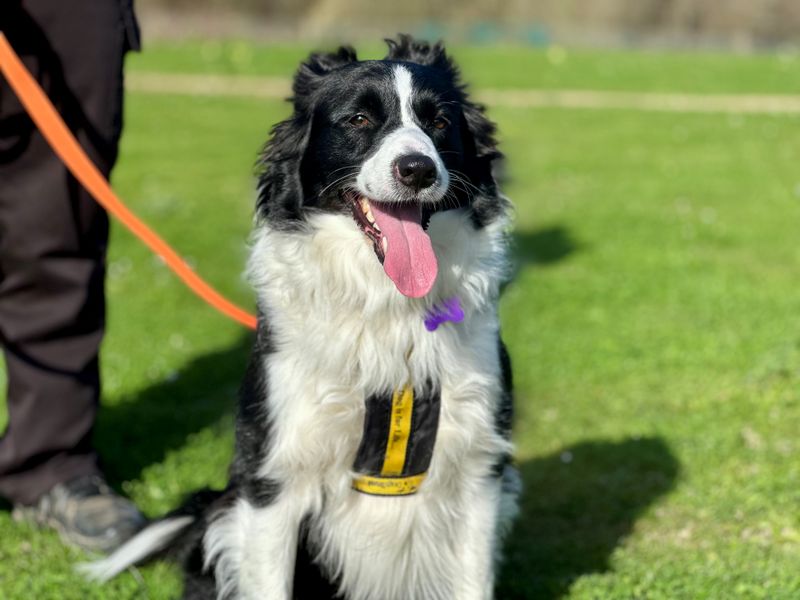 Tilly | Collie (Welsh) | Canterbury - 1