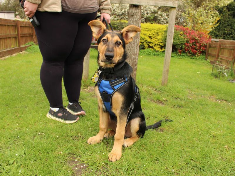 Lucky - Image 2 of 4