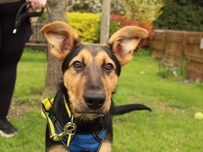 Lucky - Image 4 of 4