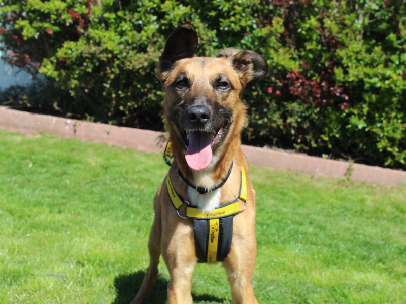 German Shepherd Dogs And Puppies For Adoption