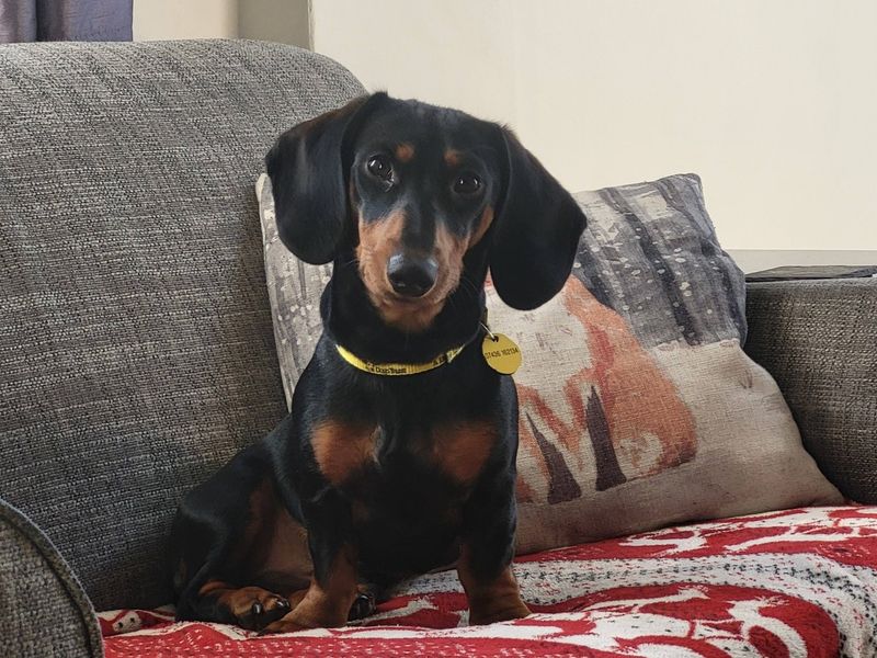 Dachshund Dogs And Puppies For Adoption