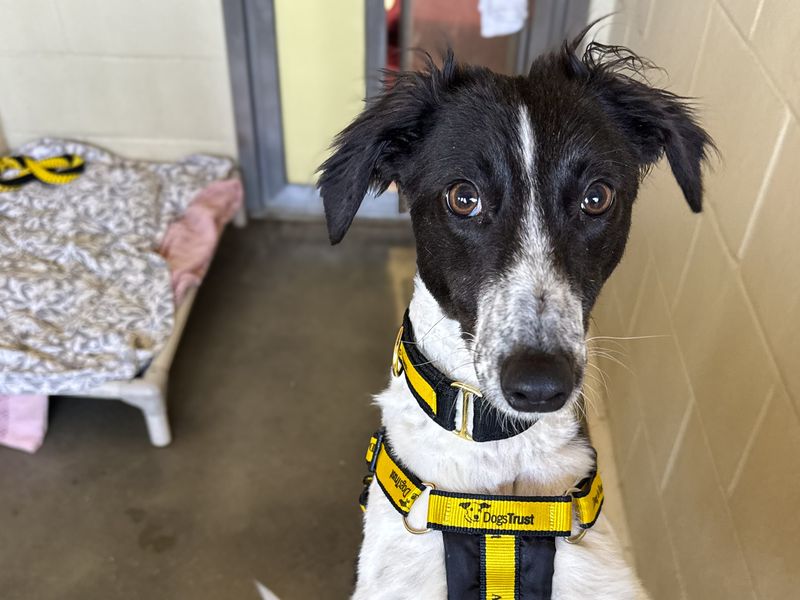 Dolly | Lurcher | Basildon (Essex) - 1