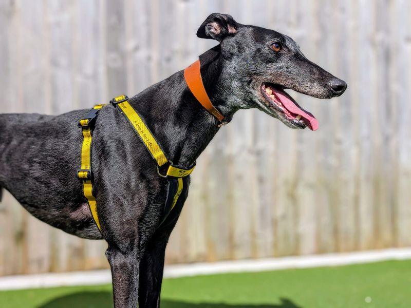 Greyhound Dogs And Puppies For Adoption
