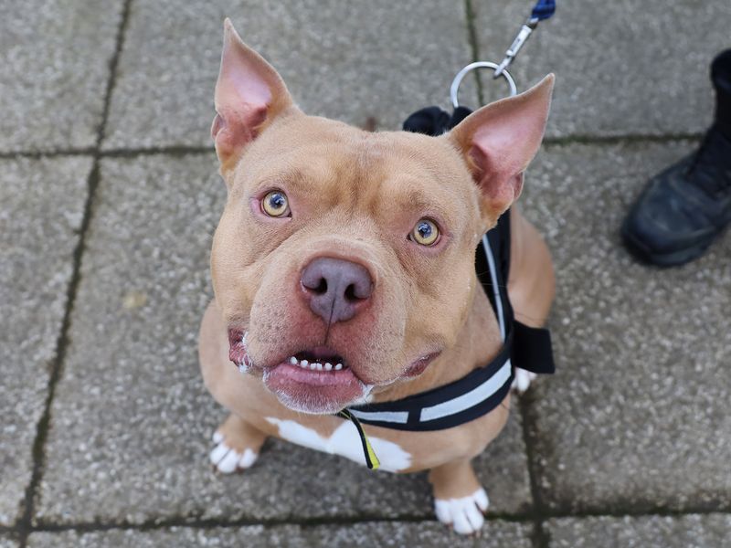 Pablo | American Bully Pocket | Leeds - 1