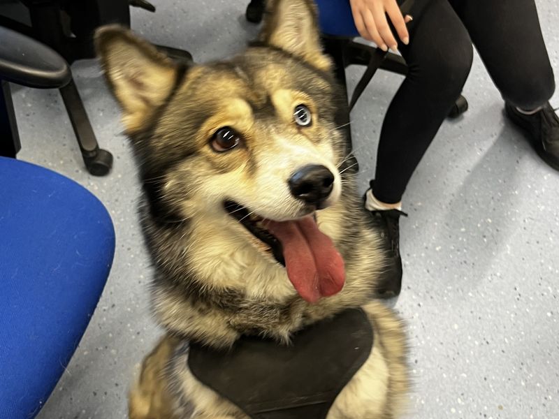 Pomeranian Dogs And Puppies For Adoption