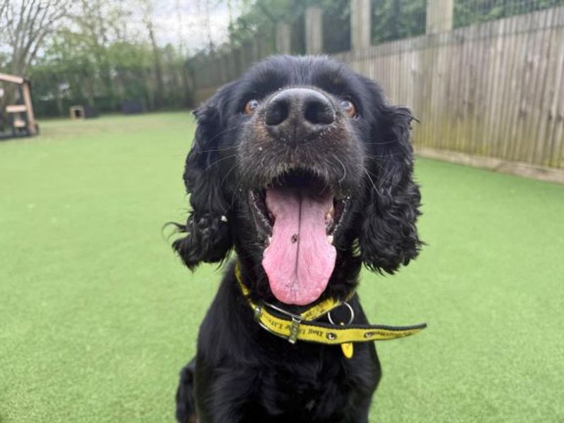 Django & Lola - Image 3 of 4